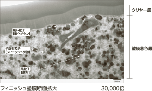 フィニッシュ塗膜断面拡大